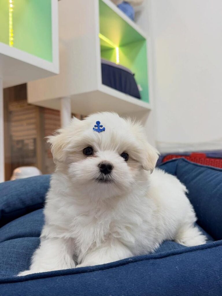 Tea-Cup Puppies whatsapp image 2026 04 30 at 12.33.34 am