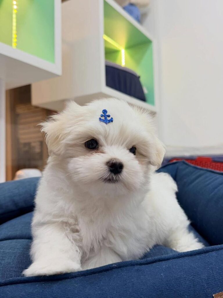 Tea-Cup Puppies whatsapp image 2026 04 30 at 12.33.42 am (1)