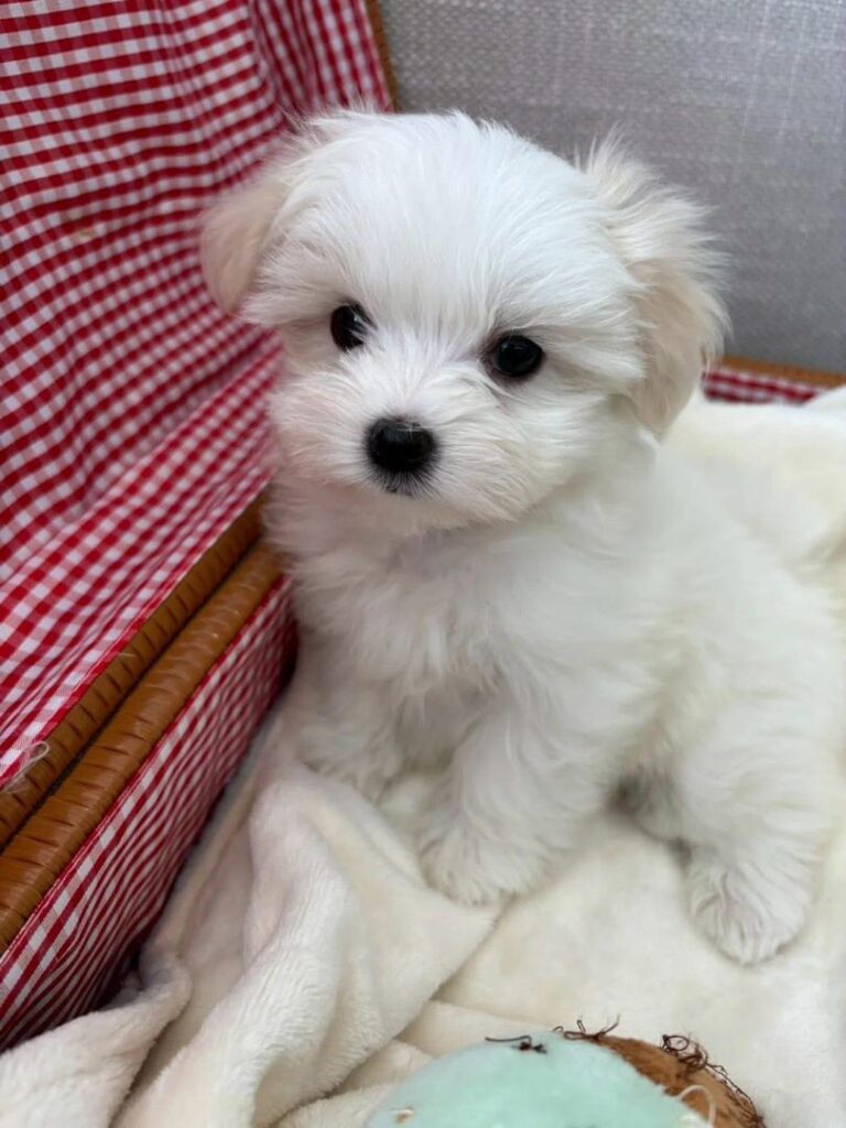 Tea-Cup Puppies whatsapp image 2026 04 30 at 12.33.42 am (2)