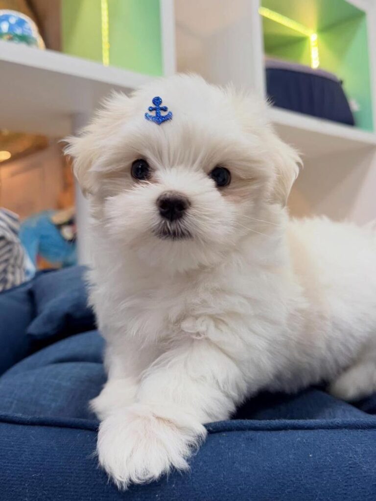 Tea-Cup Puppies whatsapp image 2026 04 30 at 12.33.42 am
