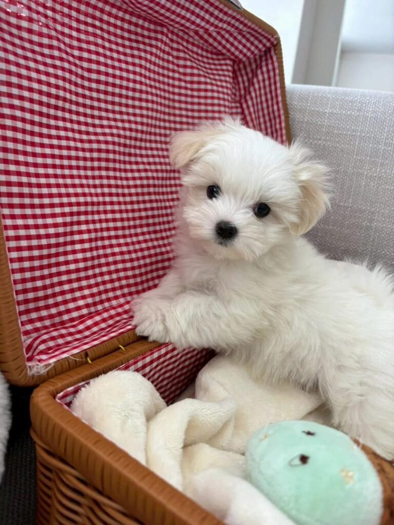Tea-Cup Puppies whatsapp image 2026 04 30 at 12.33.43 am (1)