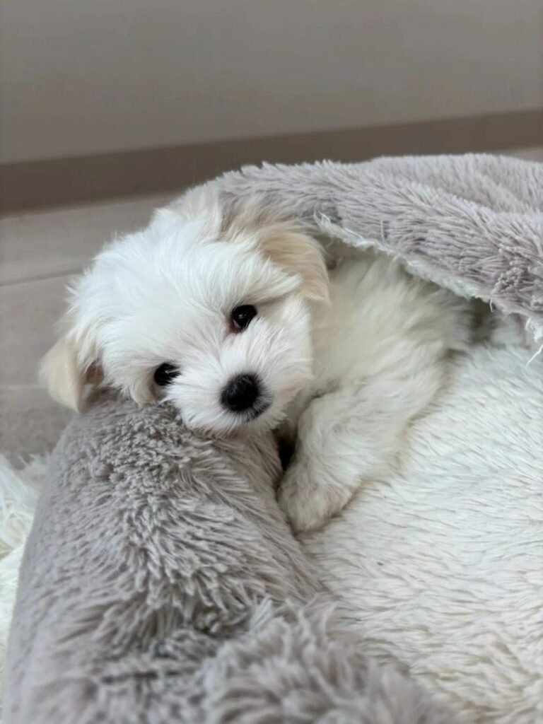 Tea-Cup Puppies whatsapp image 2026 04 30 at 12.33.43 am (2)