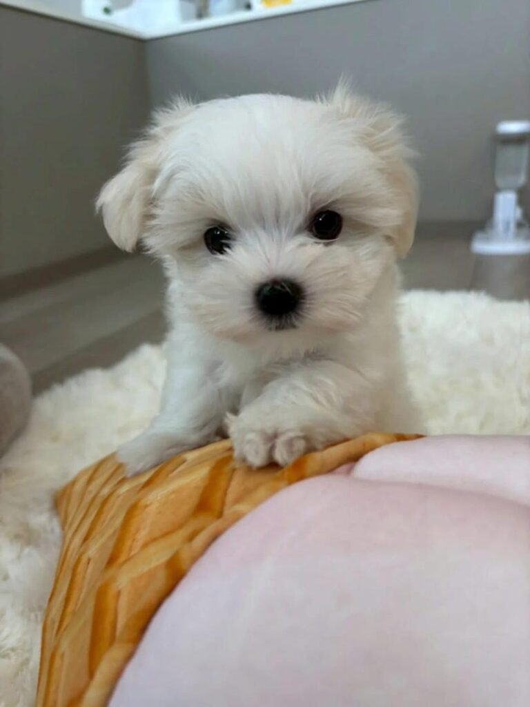 Tea-Cup Puppies whatsapp image 2026 04 30 at 12.33.43 am