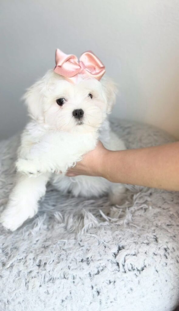 Tea-Cup Puppies whatsapp image 2026 04 30 at 2.10.03 am