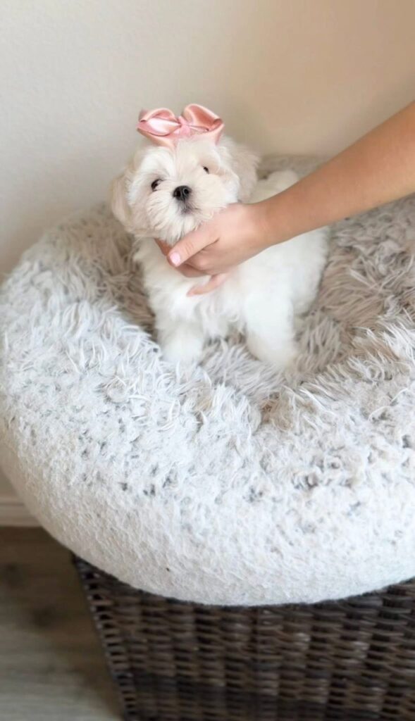 Tea-Cup Puppies whatsapp image 2026 04 30 at 2.10.04 am (1)