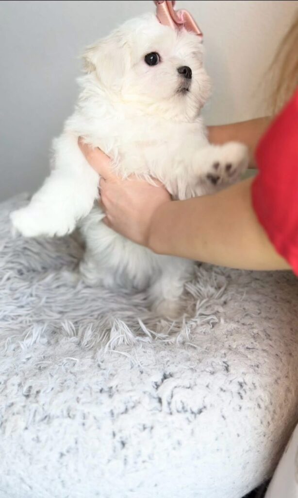 Tea-Cup Puppies whatsapp image 2026 04 30 at 2.10.04 am