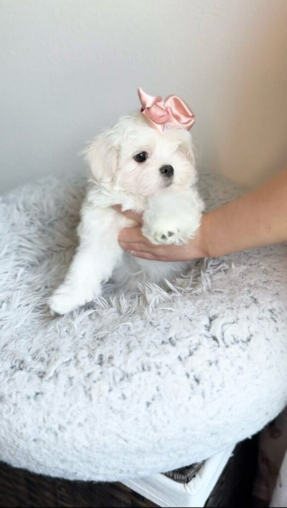 Tea-Cup Puppies whatsapp image 2026 04 30 at 2.10.05 am (1)