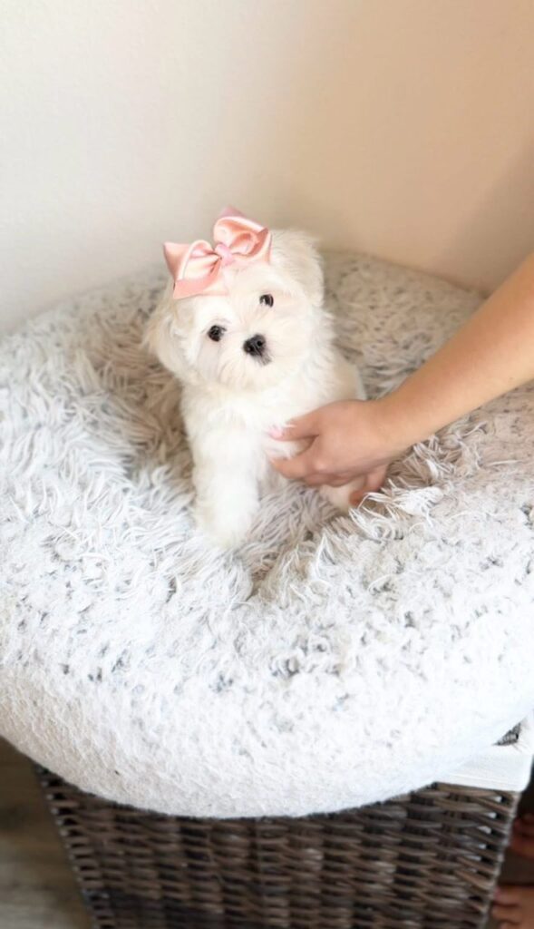 Tea-Cup Puppies whatsapp image 2026 04 30 at 2.10.05 am