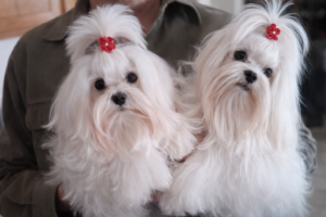 Tea-Cup Puppies copilot 20260508 062228