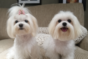 Tea-Cup Puppies copilot 20260508 062231