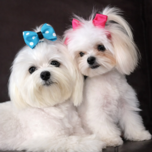 Tea-Cup Puppies copilot 20260508 062355