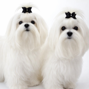 Tea-Cup Puppies copilot 20260508 062752