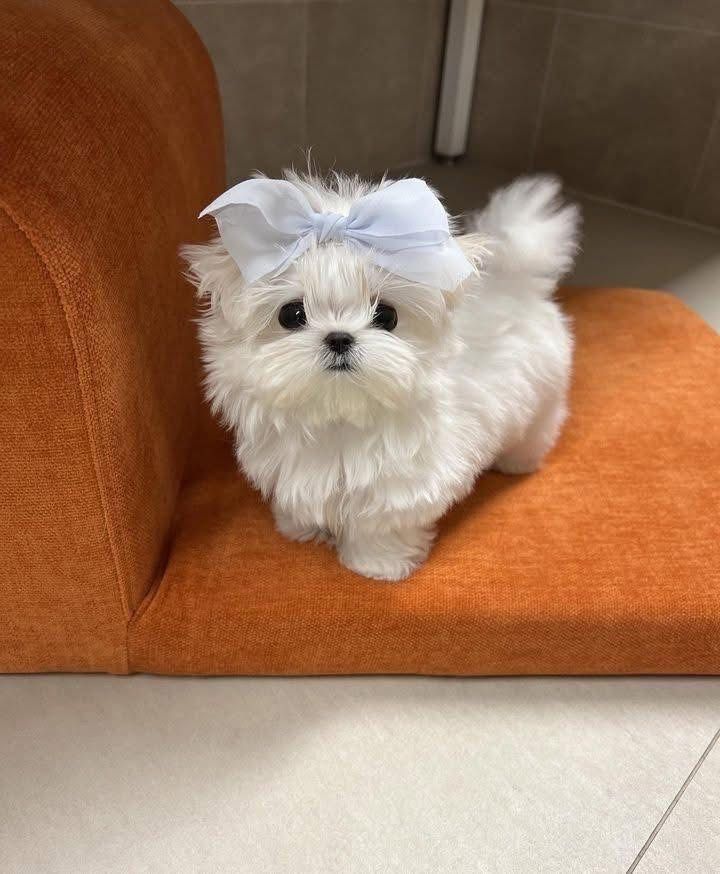 Tea-Cup Puppies whatsapp image 2026 05 13 at 10.09.00 pm