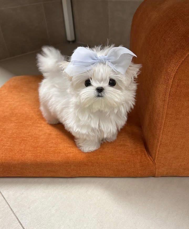Tea-Cup Puppies whatsapp image 2026 05 13 at 10.09.12 pm
