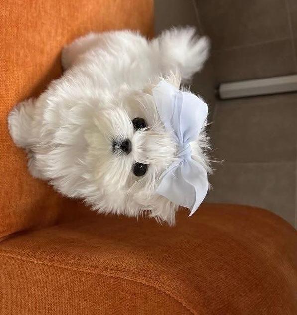 Tea-Cup Puppies whatsapp image 2026 05 13 at 10.09.40 pm