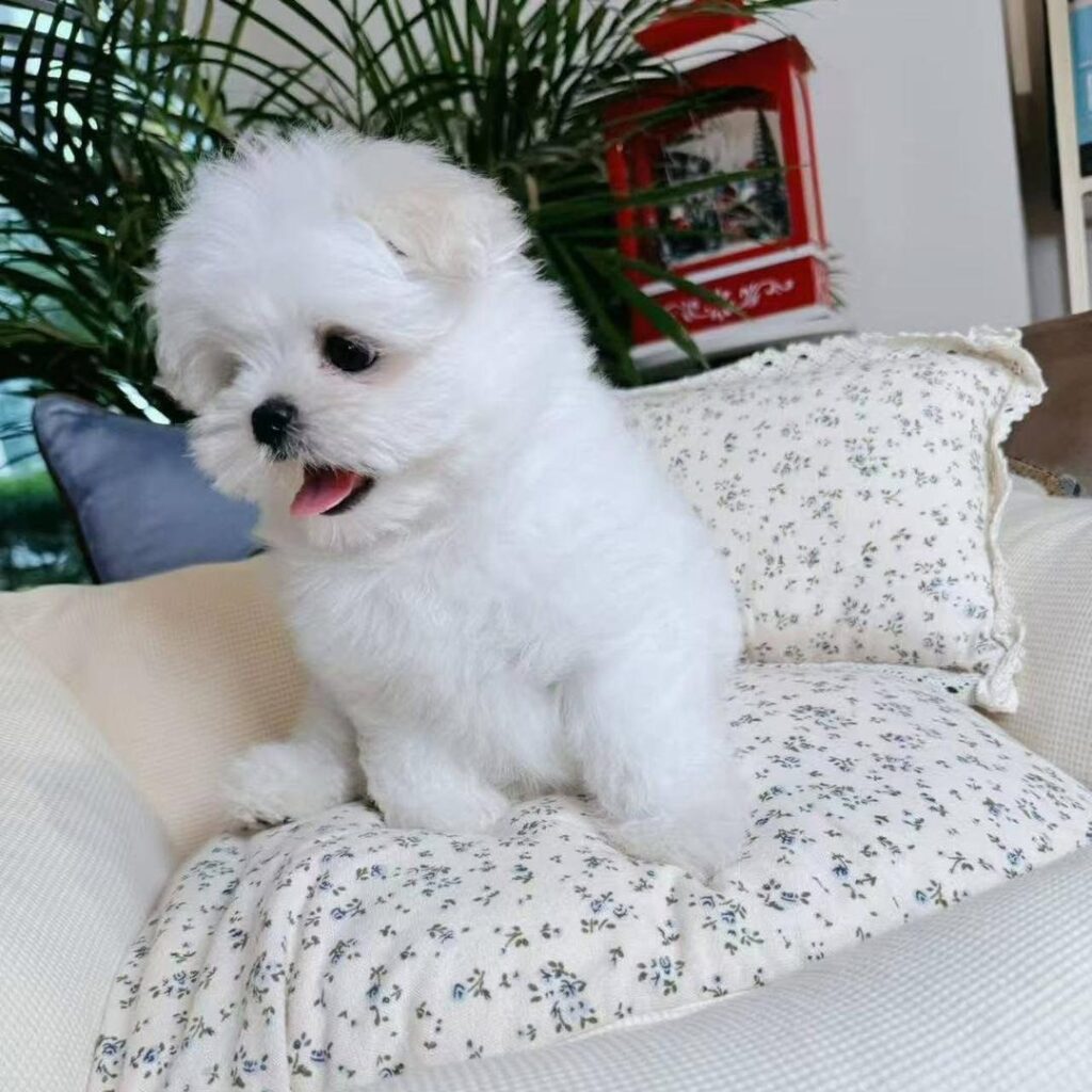 Tea-Cup Puppies whatsapp image 2026 05 13 at 10.11.27 pm
