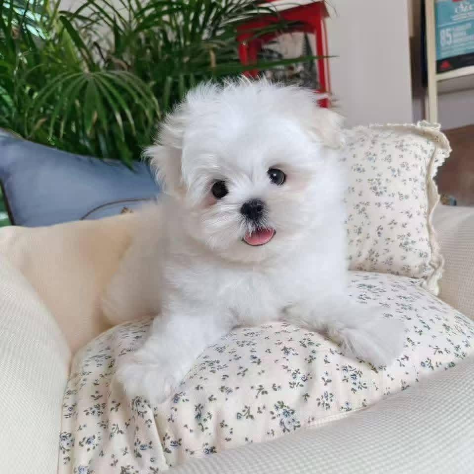Tea-Cup Puppies whatsapp image 2026 05 13 at 10.11.28 pm