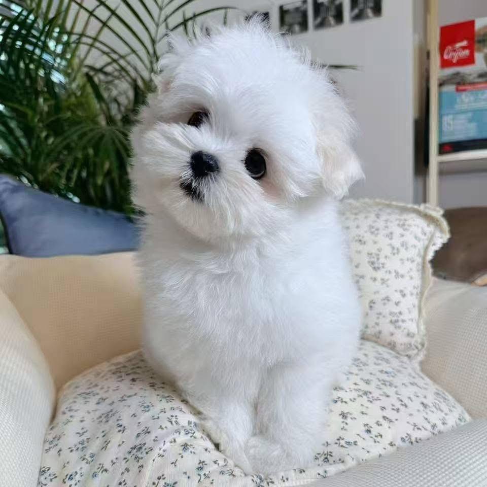 Tea-Cup Puppies whatsapp image 2026 05 13 at 10.11.30 pm