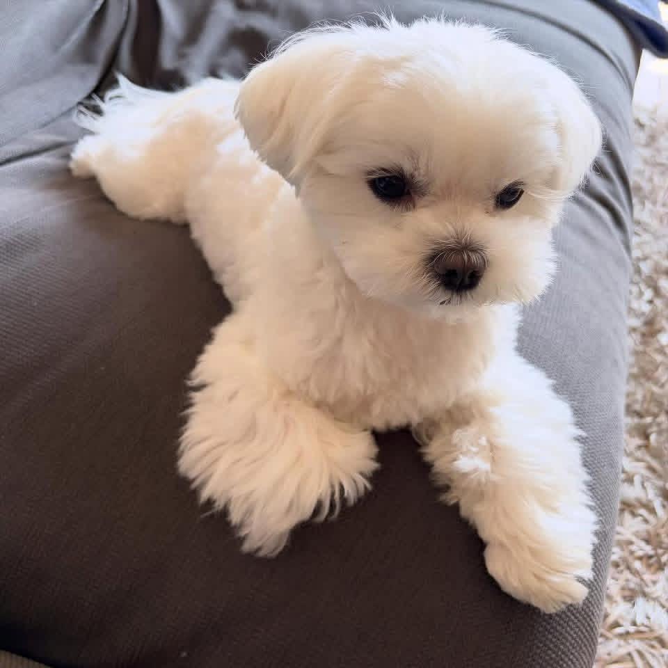 Rescue A Maltese whatsapp image 2026 05 13 at 10.30.53 pm