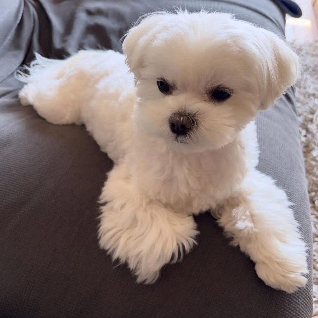 Rescue A Maltese whatsapp image 2026 05 13 at 10.30.54 pm