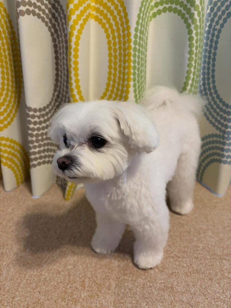 Rescue A Maltese whatsapp image 2026 05 13 at 10.34.35 pm