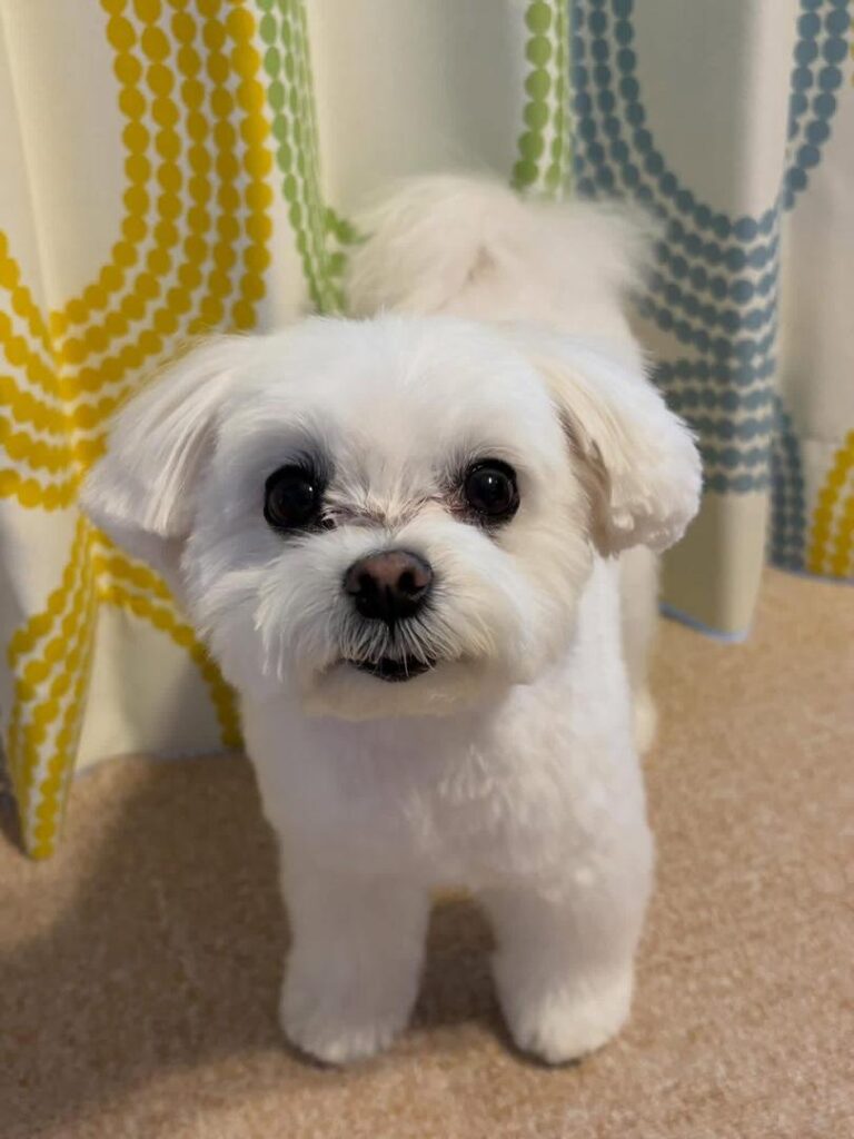 Rescue A Maltese whatsapp image 2026 05 13 at 10.34.36 pm (1)