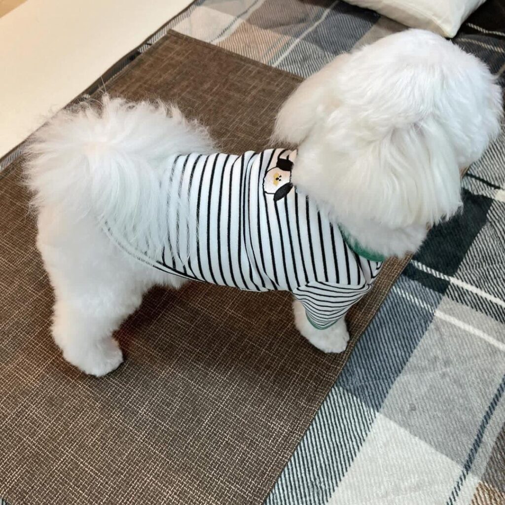 Rescue A Maltese whatsapp image 2026 05 13 at 10.41.18 pm