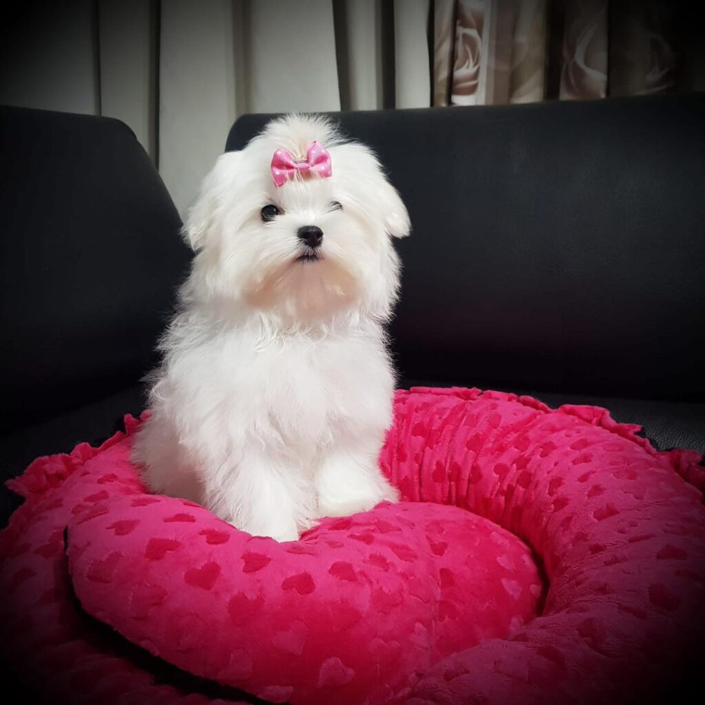 Rescue A Maltese whatsapp image 2026 05 13 at 10.51.31 pm