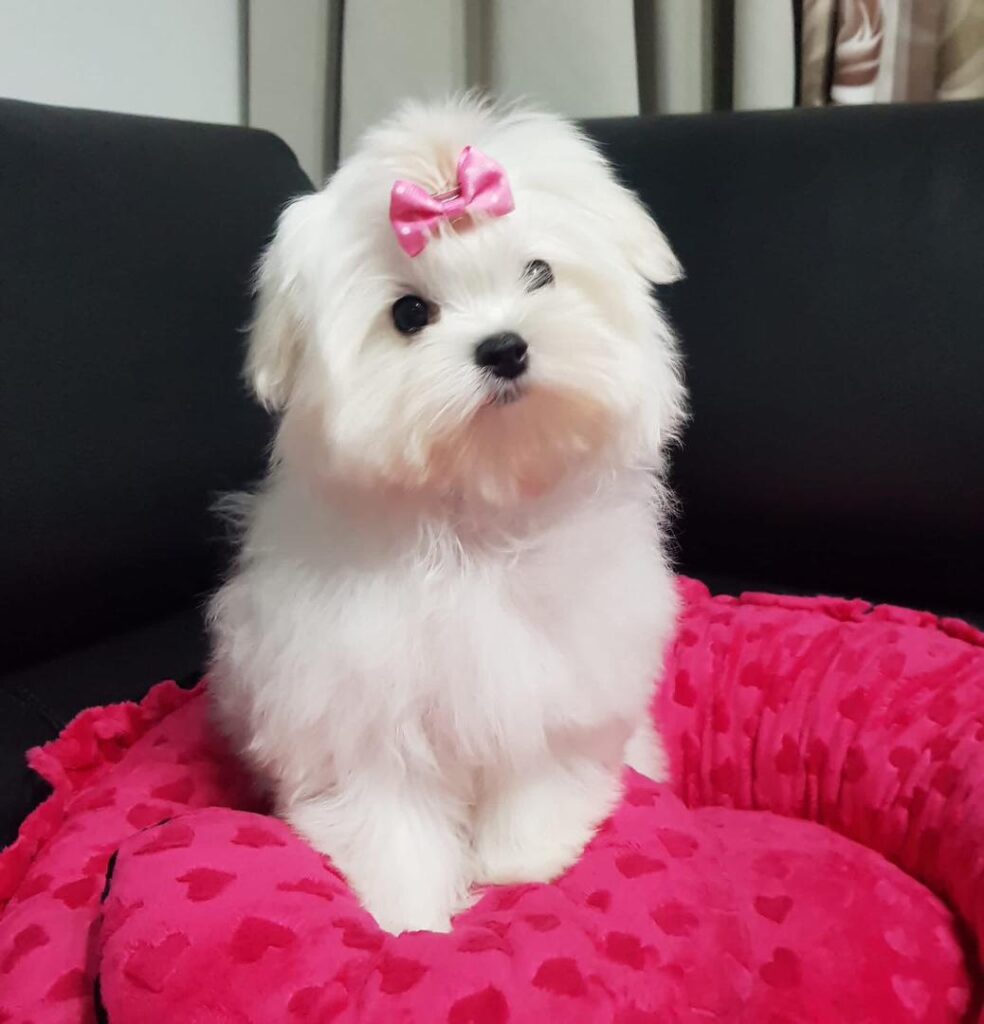 Rescue A Maltese whatsapp image 2026 05 13 at 10.51.31 pm