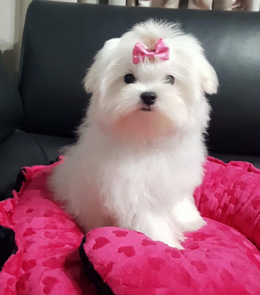 Rescue A Maltese whatsapp image 2026 05 13 at 10.51.32 pm