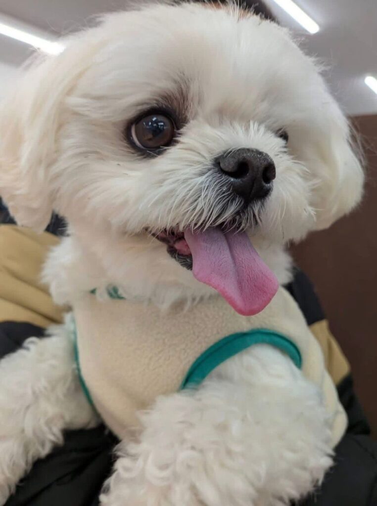 Rescue A Maltese whatsapp image 2026 05 13 at 10.54.22 pm