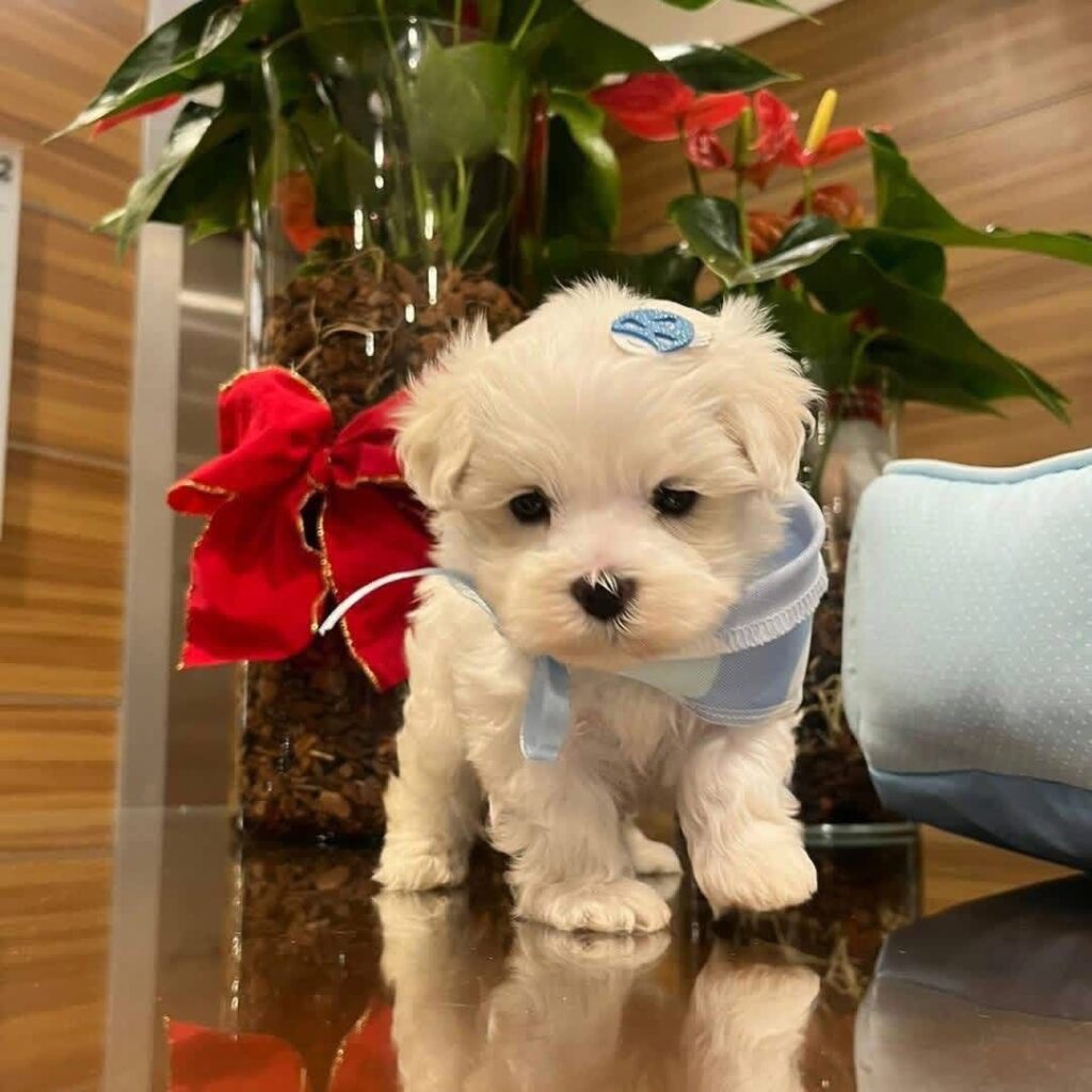 Tea-Cup Puppies whatsapp image 2026 05 13 at 10.58.27 pm