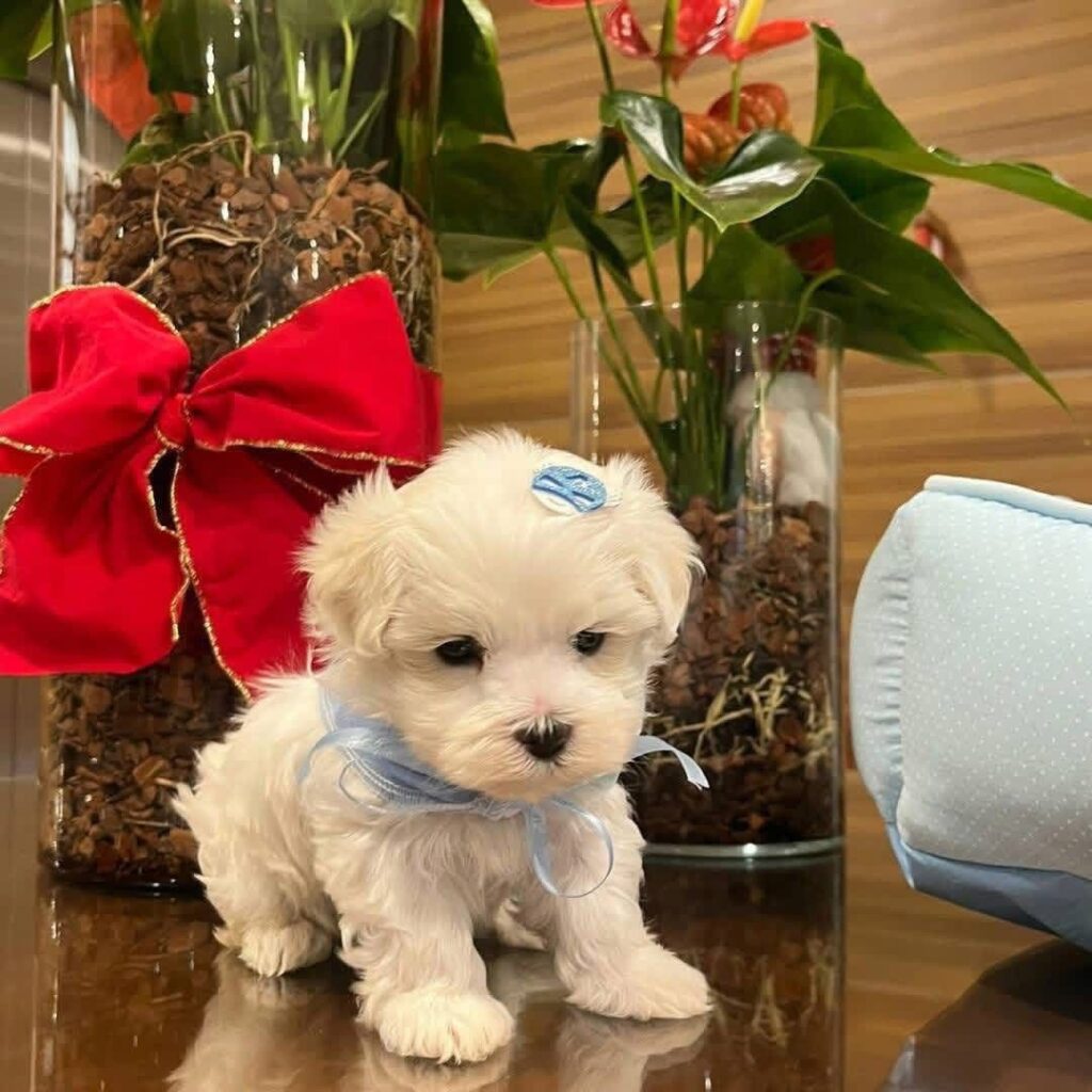 Tea-Cup Puppies whatsapp image 2026 05 13 at 10.58.32 pm