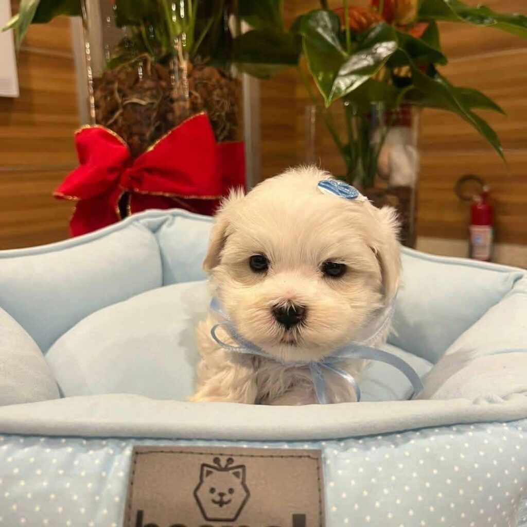Tea-Cup Puppies whatsapp image 2026 05 13 at 10.58.33 pm