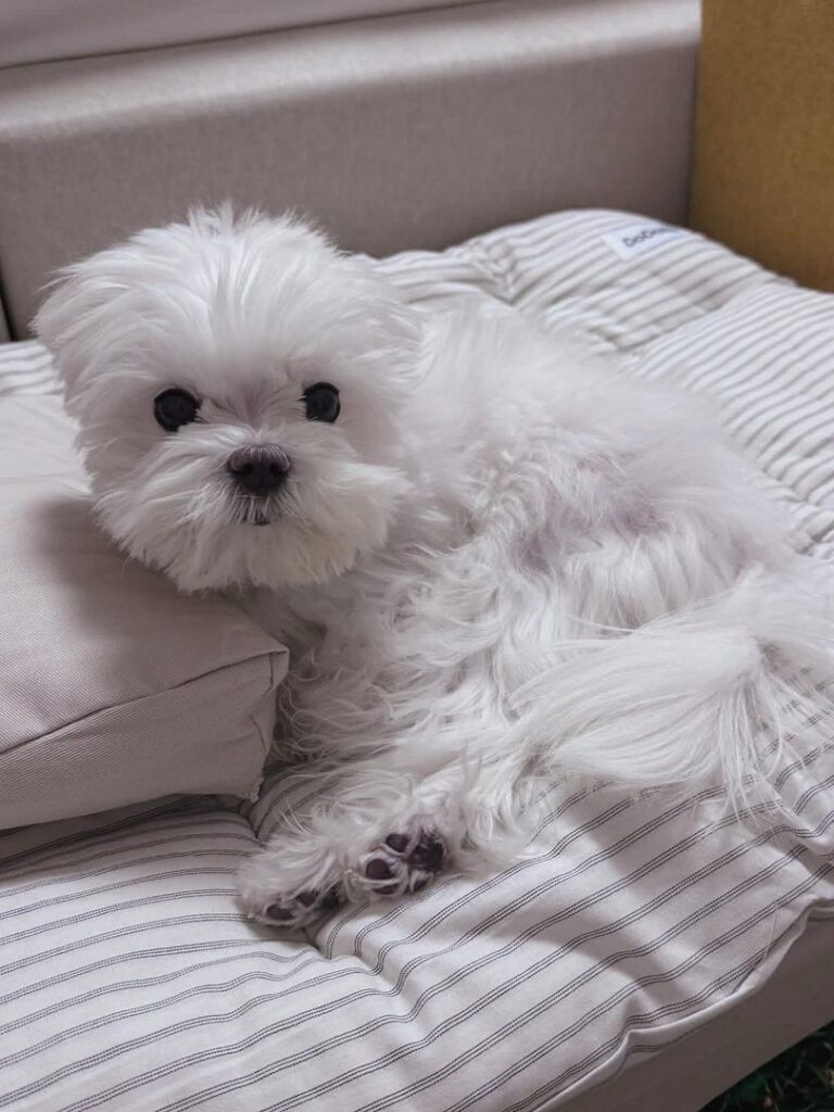 Rescue A Maltese whatsapp image 2026 05 13 at 11.00.22 pm