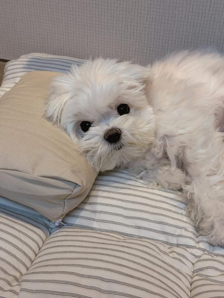 Rescue A Maltese whatsapp image 2026 05 13 at 11.00.23 pm