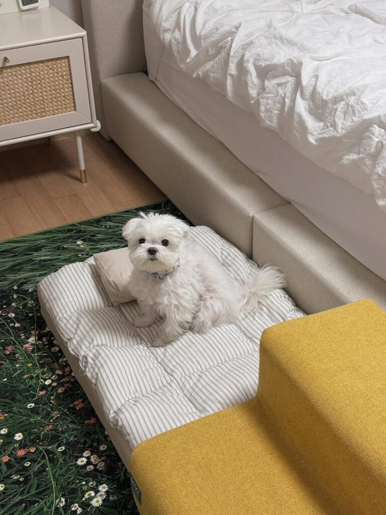 Rescue A Maltese whatsapp image 2026 05 13 at 11.00.25 pm