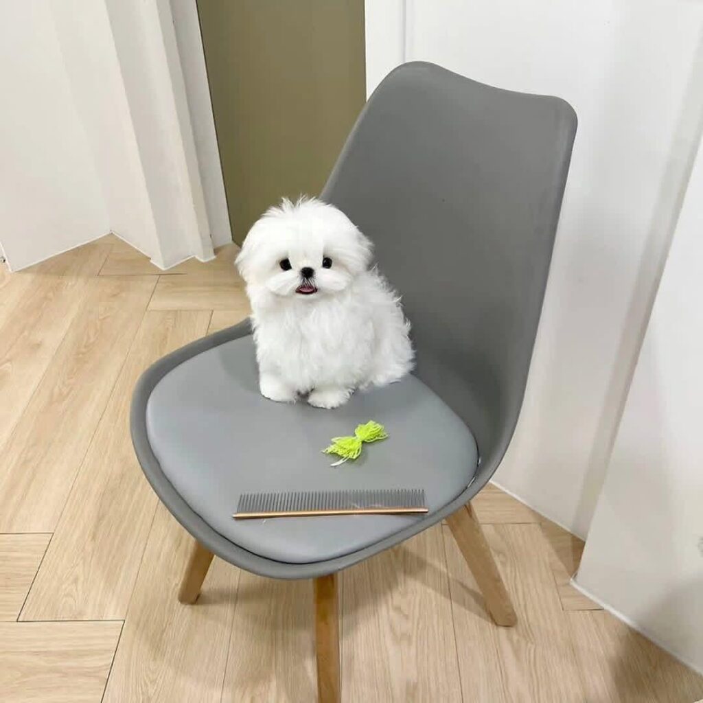 Tea-Cup Puppies whatsapp image 2026 05 13 at 9.20.10 pm