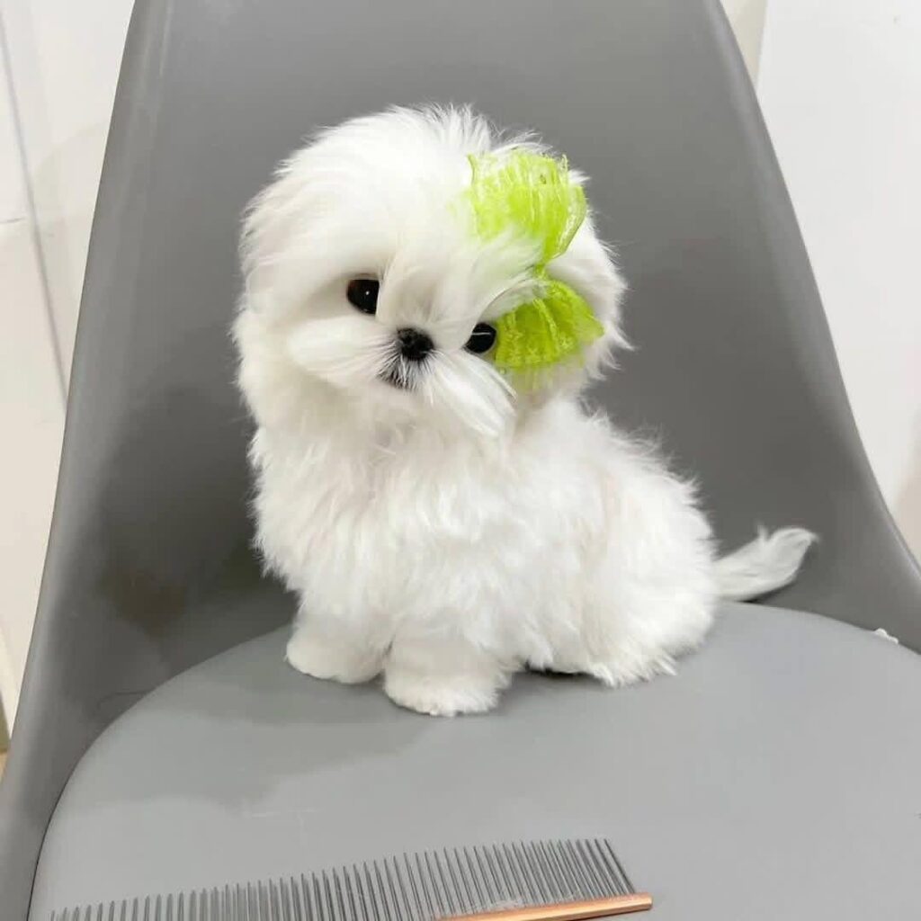Tea-Cup Puppies whatsapp image 2026 05 13 at 9.20.12 pm