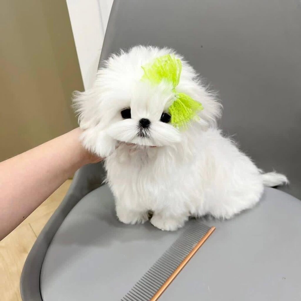 Tea-Cup Puppies whatsapp image 2026 05 13 at 9.20.14 pm