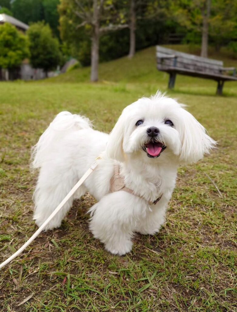 Rescue A Maltese whatsapp image 2026 05 23 at 1.43.48 am (2)