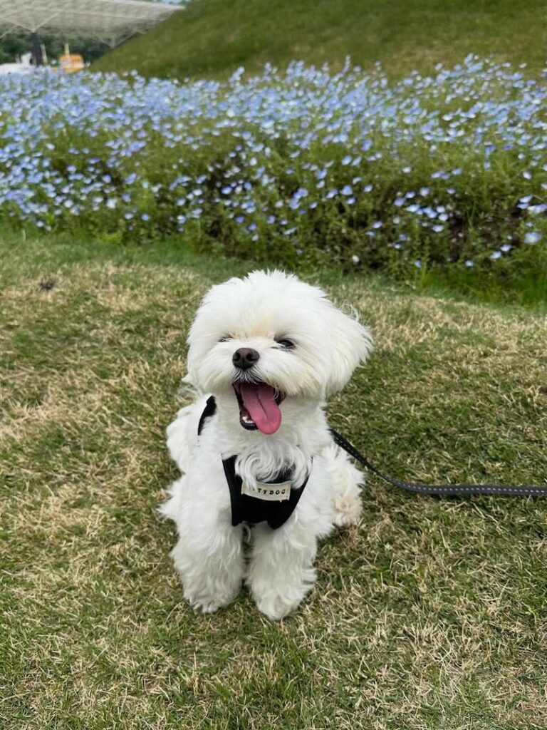 Rescue A Maltese whatsapp image 2026 05 24 at 12.53.05 am (1)