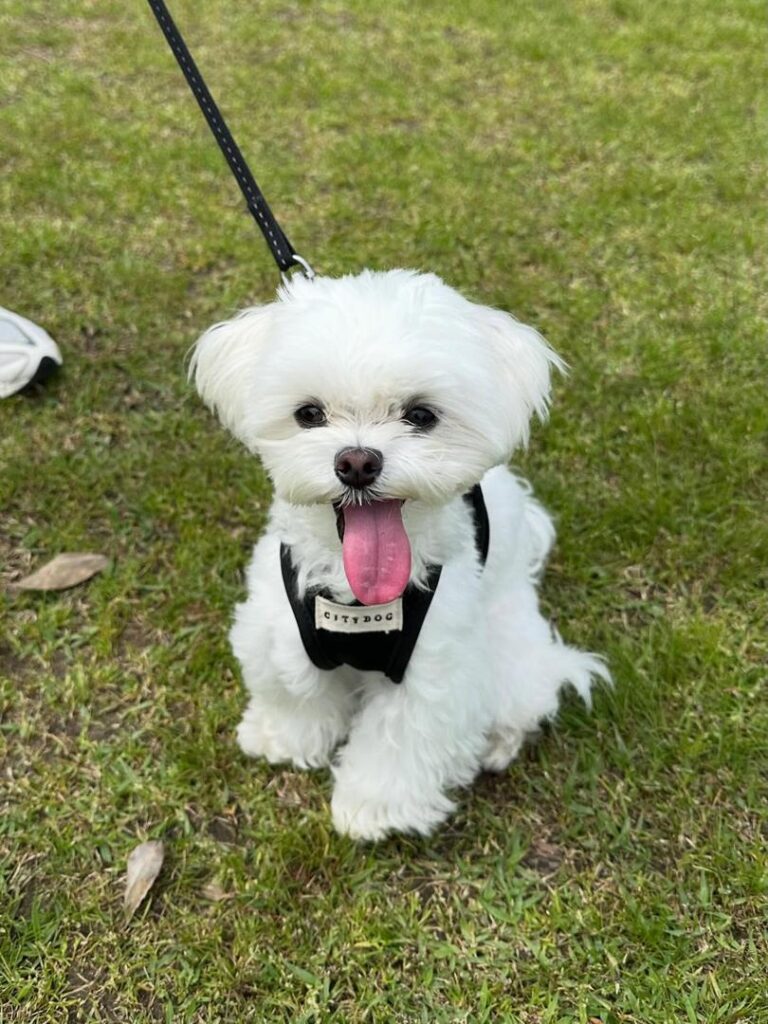 Rescue A Maltese whatsapp image 2026 05 24 at 12.53.05 am (2)