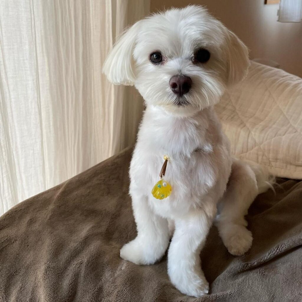 Rescue A Maltese whatsapp image 2026 05 27 at 4.22.23 am