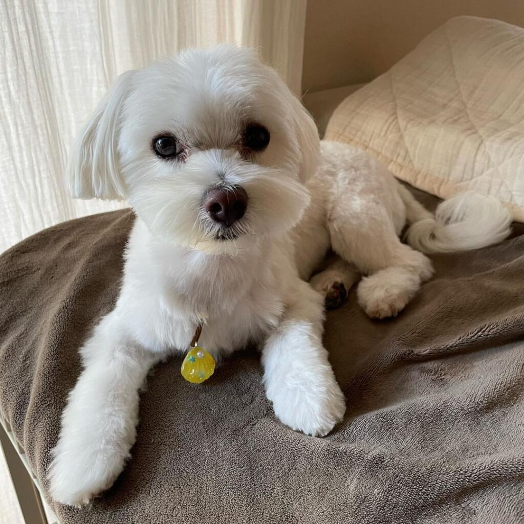 Rescue A Maltese whatsapp image 2026 05 27 at 4.22.24 am