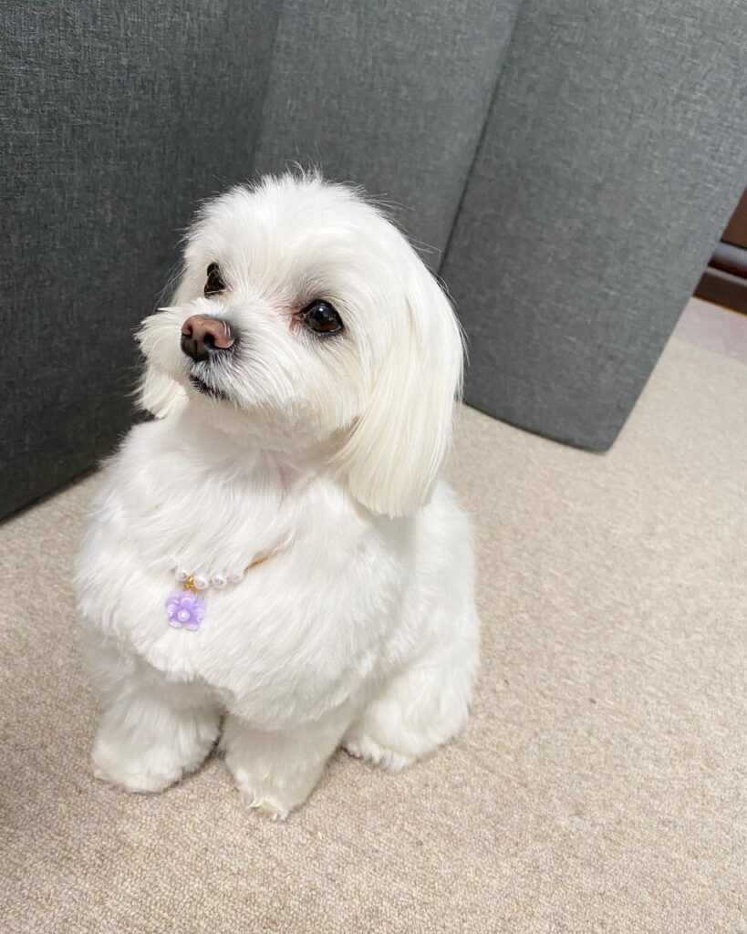 Rescue A Maltese whatsapp image 2026 05 27 at 4.31.52 am