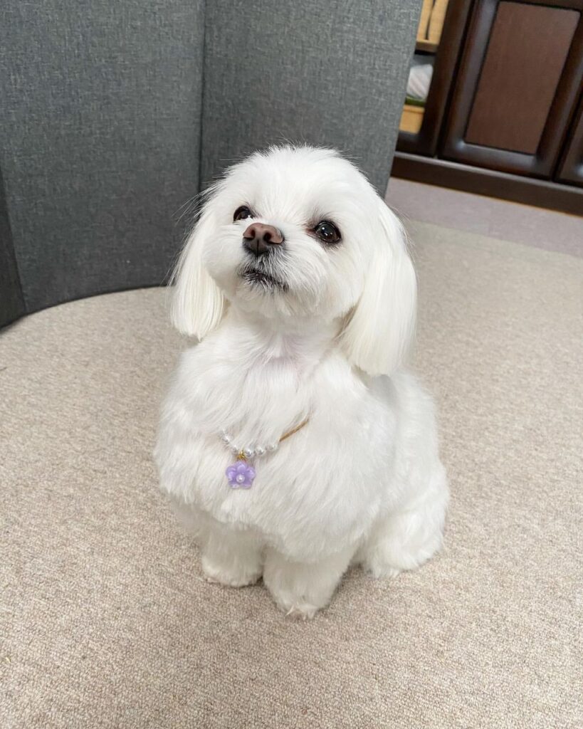 Rescue A Maltese whatsapp image 2026 05 27 at 4.31.53 am (1)