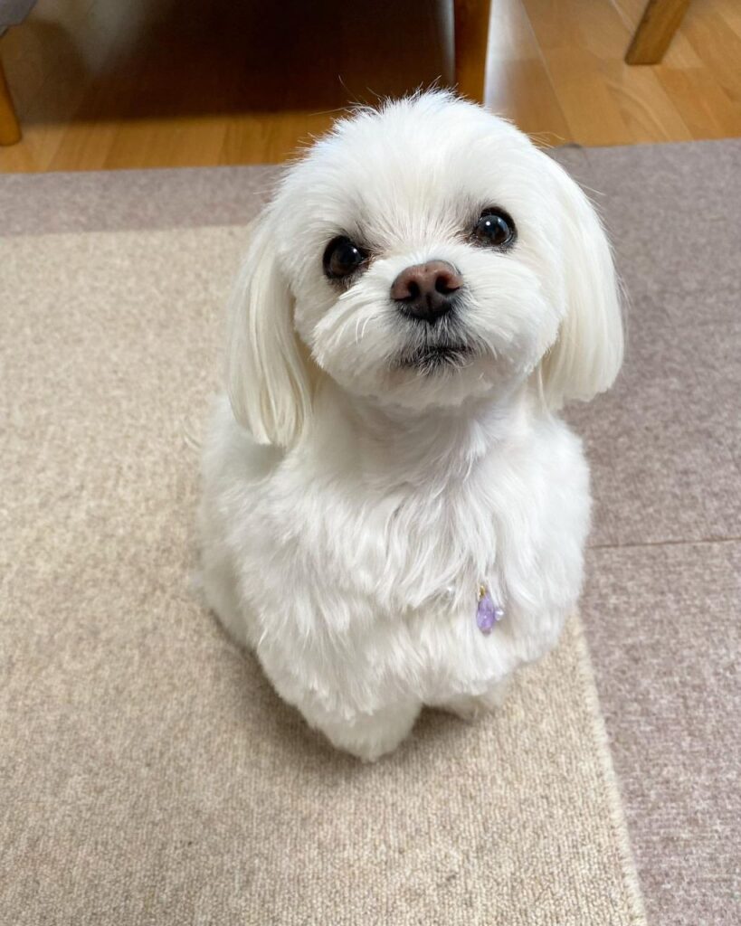 Rescue A Maltese whatsapp image 2026 05 27 at 4.31.53 am (2)