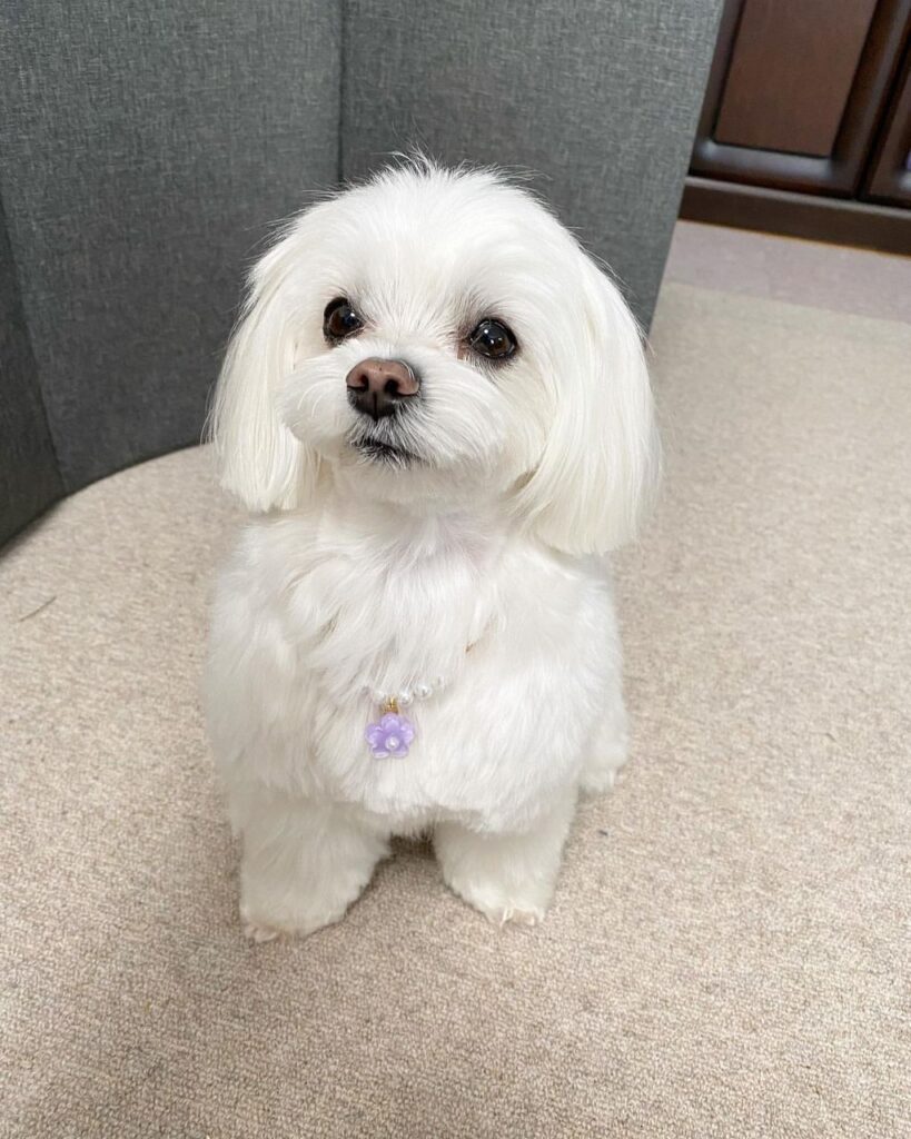 Rescue A Maltese whatsapp image 2026 05 27 at 4.31.53 am