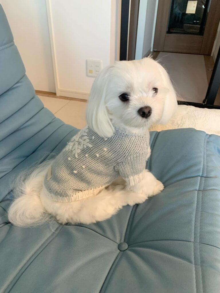 Rescue A Maltese whatsapp image 2026 06 06 at 10.05.54 pm